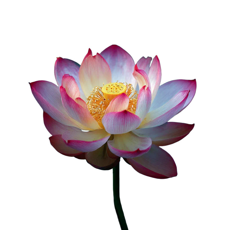 Blooming Lotus V4 Vinyl Car Decal Sticker – Waterproof & UV-Resistant 3.4133333333333336"