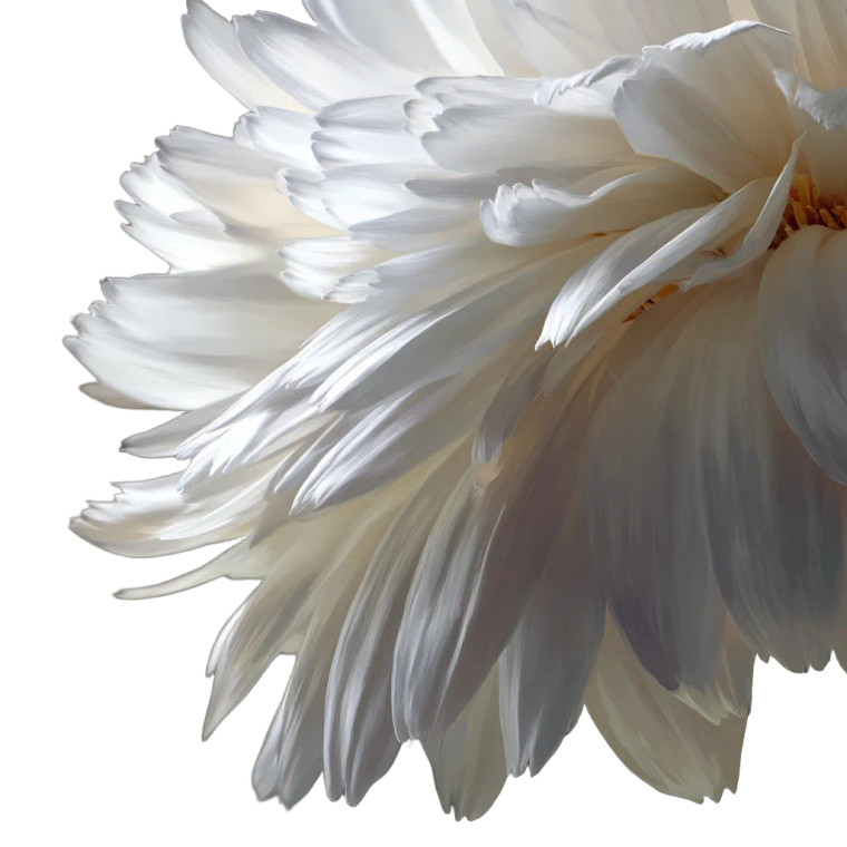 White Daisy Petal Vinyl Car Decal Sticker – Waterproof & UV-Resistant 3.4133333333333336"