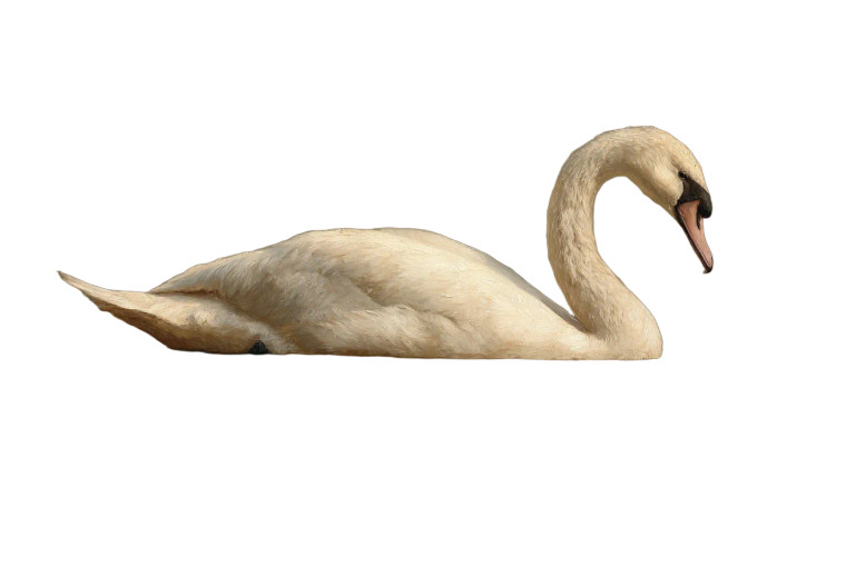 Serene Swan Swimming Vinyl Car Decal Sticker – Waterproof & UV-Resistant 2.986666666666667"