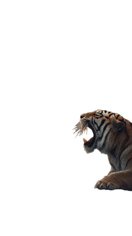 Dragon Vs Tiger V3 Vinyl Car Decal Sticker – Waterproof & UV-Resistant 4.8533333333333335"