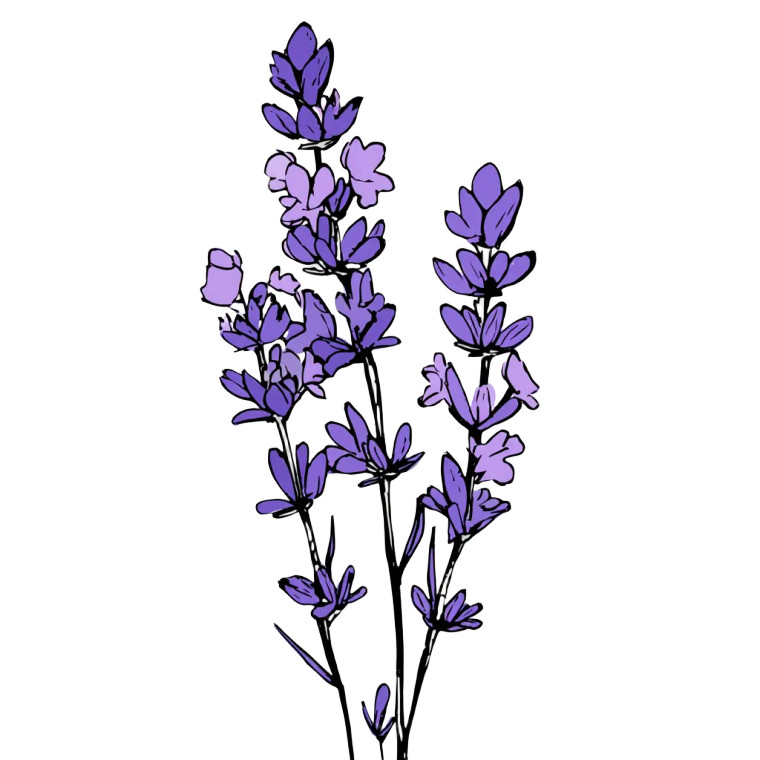 Lavender Line Art Vinyl Car Decal Sticker – Waterproof & UV-Resistant 6.826666666666667"