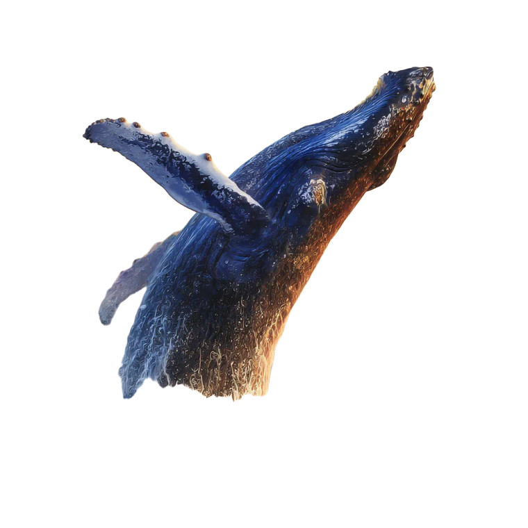 Humpback Whale Leap Vinyl Car Decal Sticker – Waterproof & UV-Resistant 3.4133333333333336"