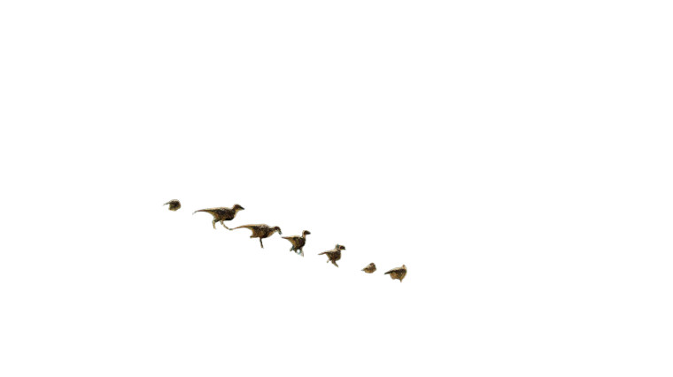 Prehistoric Forest Dinosaurs Vinyl Car Decal Sticker – Waterproof & UV-Resistant 5.4