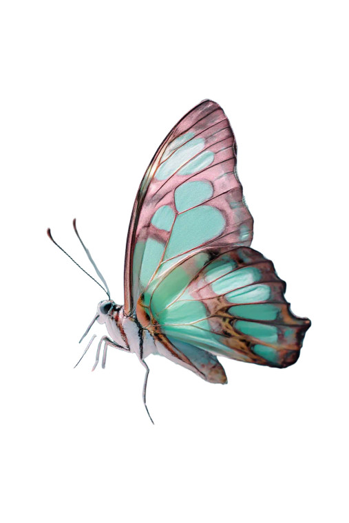 Colorful Butterfly V9 Vinyl Car Decal Sticker – Waterproof & UV-Resistant 8.96"