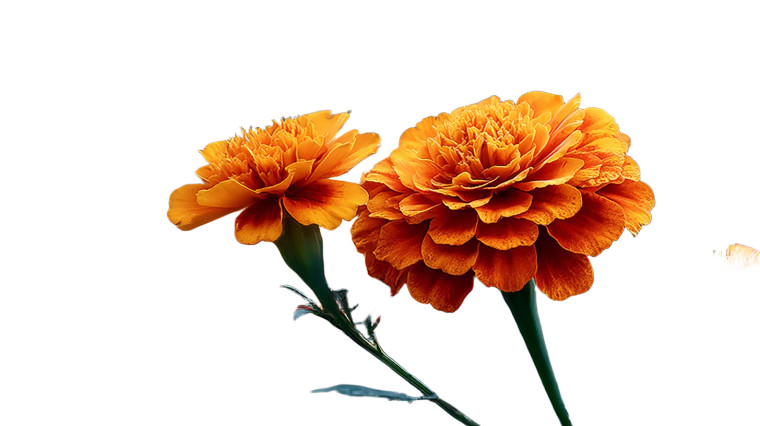 Orange Marigolds Vinyl Car Decal Sticker – Waterproof & UV-Resistant 2.72"
