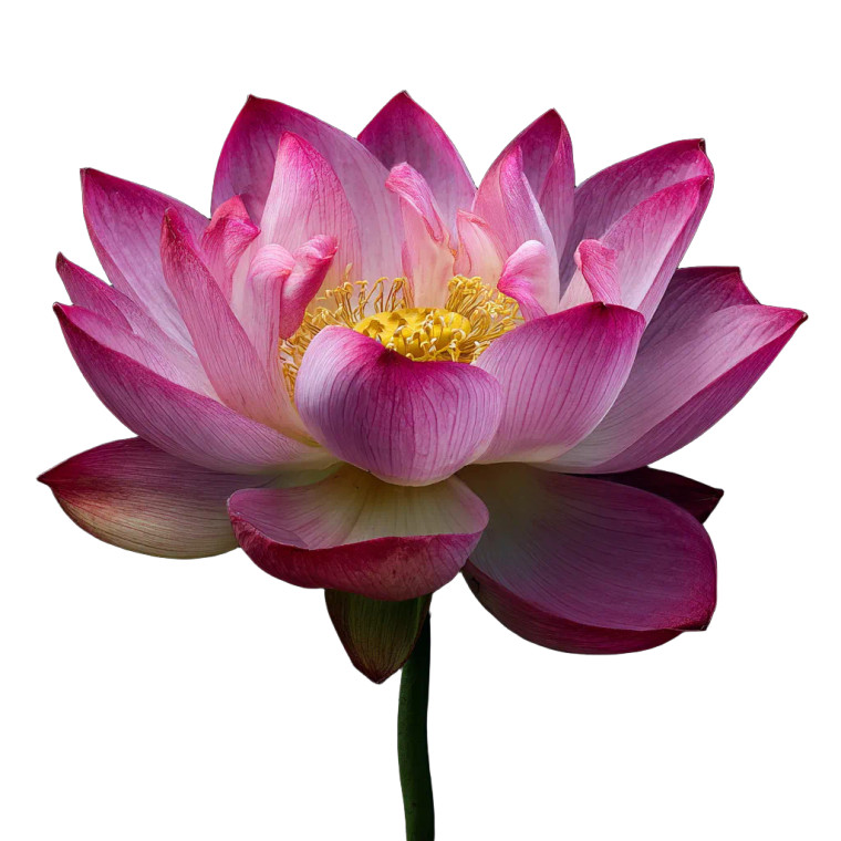 Blooming Lotus V5 Vinyl Car Decal Sticker – Waterproof & UV-Resistant 3.4133333333333336"