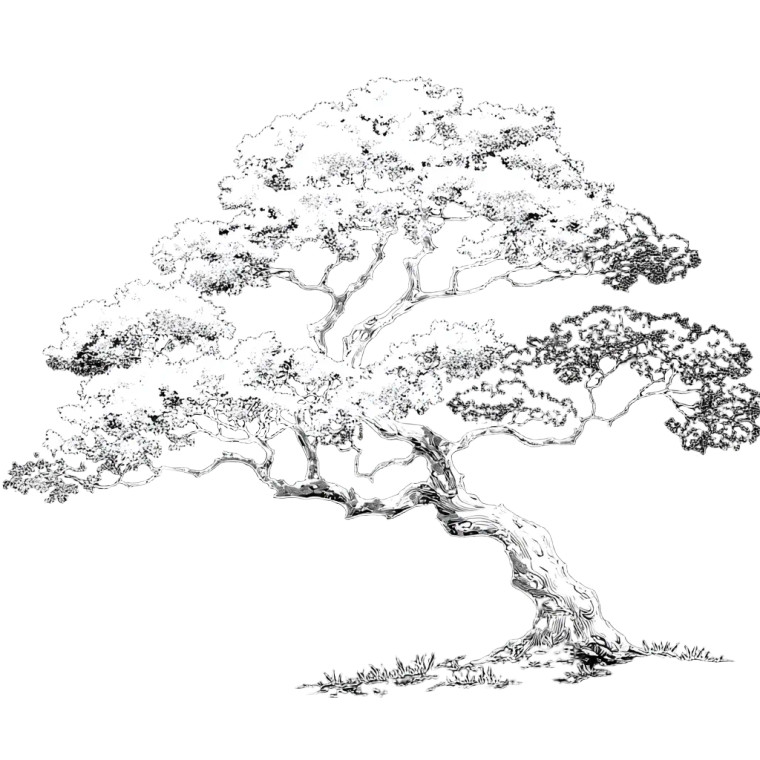 Minimalist Bonsai Tree Vinyl Car Decal Sticker – Waterproof & UV-Resistant 6.826666666666667"