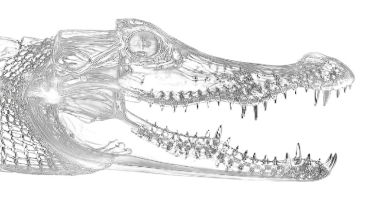 Prehistoric Crocodile Cranium Vinyl Car Decal Sticker – Waterproof & UV-Resistant 2.72"