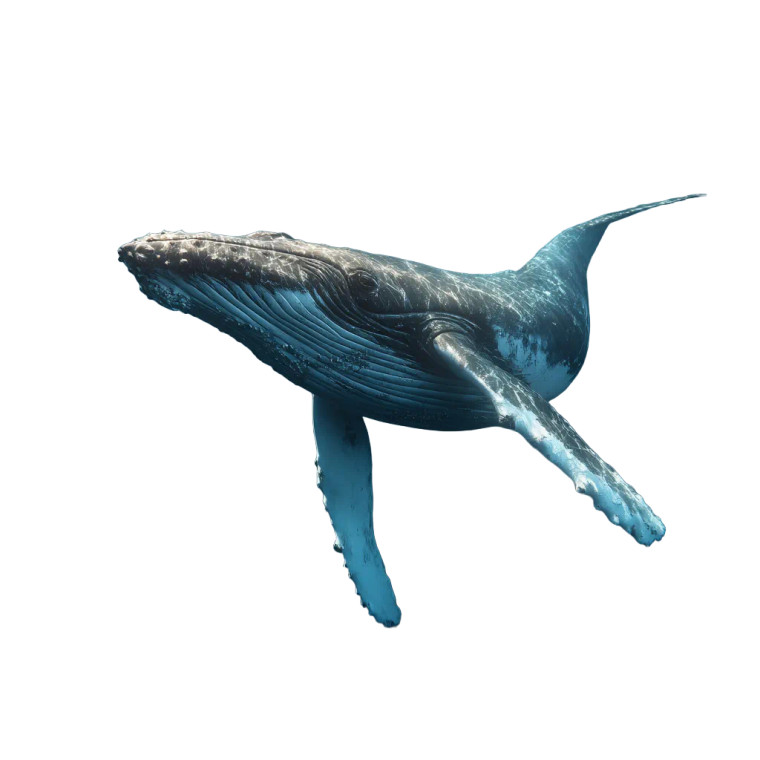 Humpback Whale Swimming Vinyl Car Decal Sticker – Waterproof & UV-Resistant 6.826666666666667"