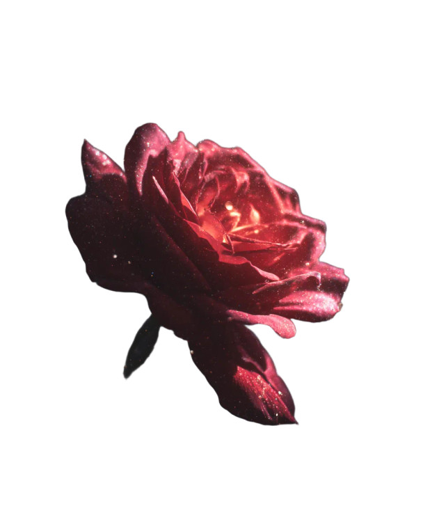 Space Rose Vinyl Car Decal Sticker – Waterproof & UV-Resistant 8.0"