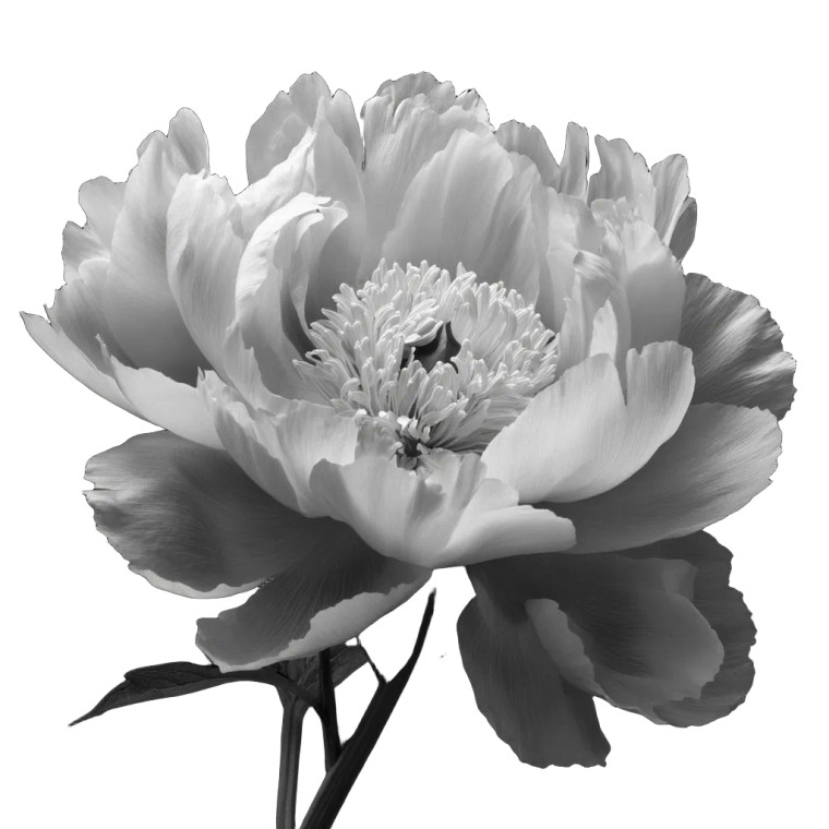 Peony Flower V2 Vinyl Car Decal Sticker – Waterproof & UV-Resistant 6.826666666666667"