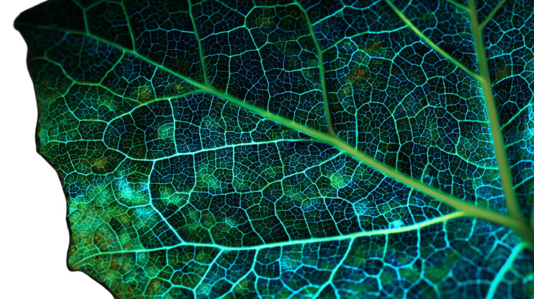 Glowing Leaf Veins V2 Vinyl Car Decal Sticker – Waterproof & UV-Resistant 2.72"