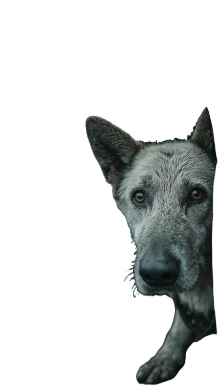 Muddy Stray Dog Vinyl Car Decal Sticker – Waterproof & UV-Resistant 4.8533333333333335"
