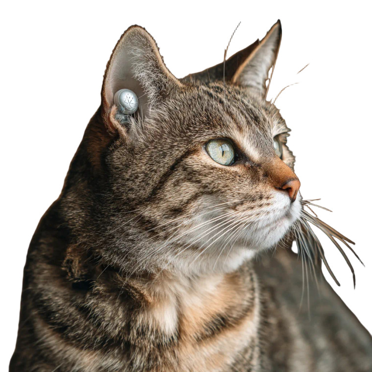 Tabby Cat Aids Vinyl Car Decal Sticker – Waterproof & UV-Resistant 3.4133333333333336"