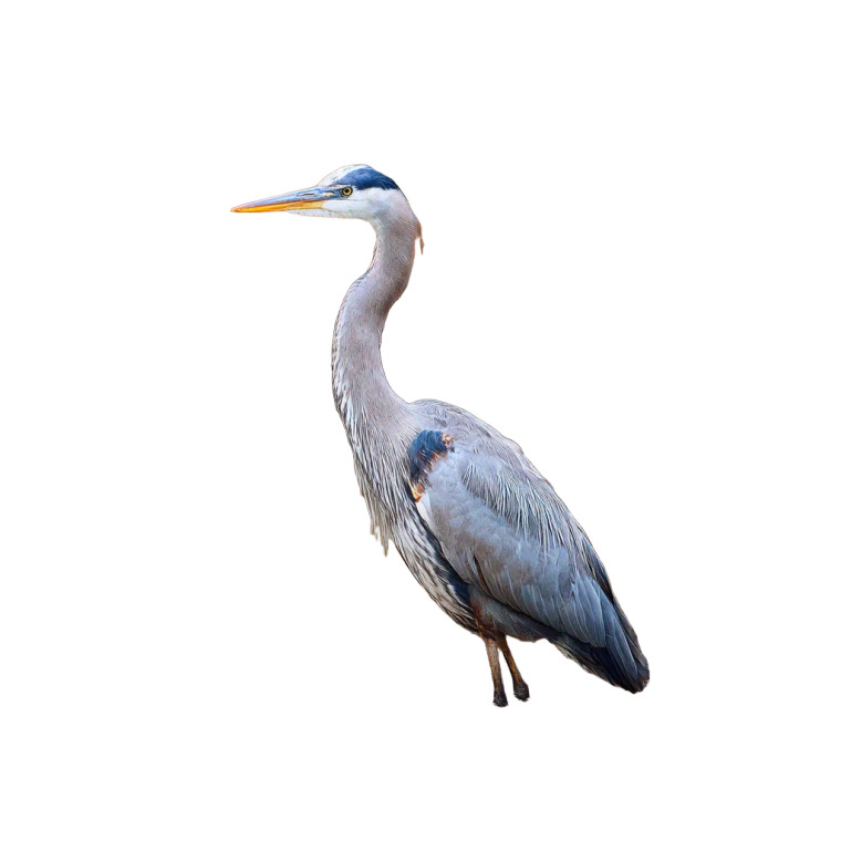 Great Blue Heron V3 Vinyl Car Decal Sticker – Waterproof & UV-Resistant 3.4133333333333336"