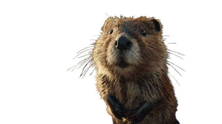 Curious Beaver Close-Up Vinyl Car Decal Sticker – Waterproof & UV-Resistant 5.4