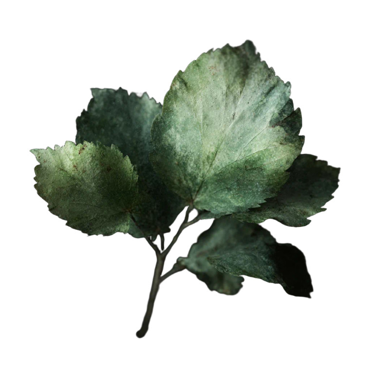 Green Leaf V7 Vinyl Car Decal Sticker – Waterproof & UV-Resistant 3.4133333333333336"