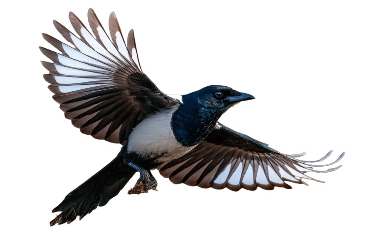 Majestic Magpie Flight Vinyl Car Decal Sticker – Waterproof & UV-Resistant 2.986666666666667"