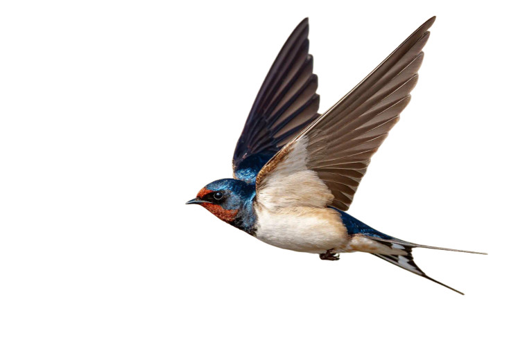 Swallow In Flight V2 Vinyl Car Decal Sticker – Waterproof & UV-Resistant 2.986666666666667"