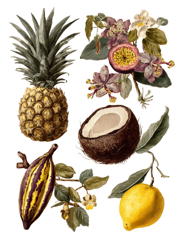 Tropical Botanical Illustrations Vinyl Car Decal Sticker – Waterproof & UV-Resistant 8.213333333333333"