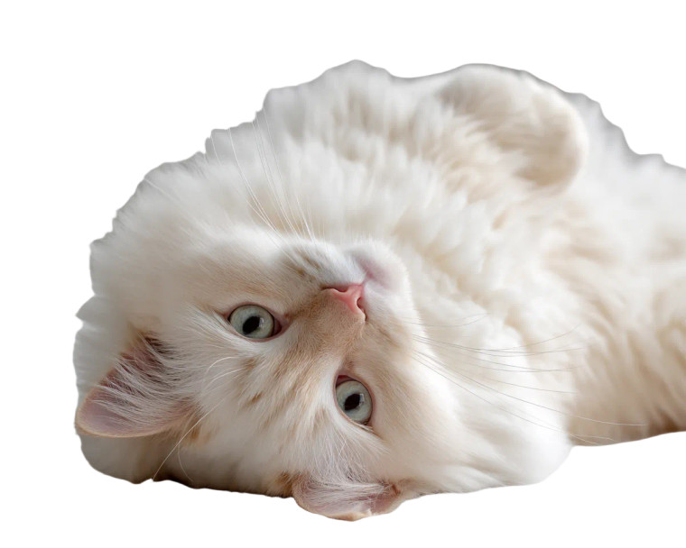 Fluffy Ragdoll Cat V11 Vinyl Car Decal Sticker – Waterproof & UV-Resistant 3.2"