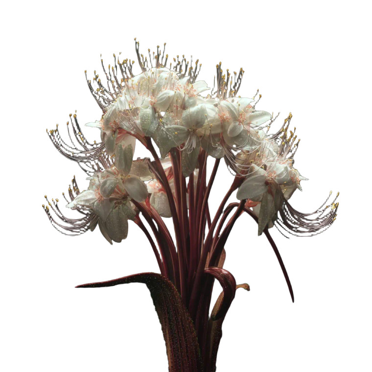 Blooming Plant Vinyl Car Decal Sticker – Waterproof & UV-Resistant 3.4133333333333336"