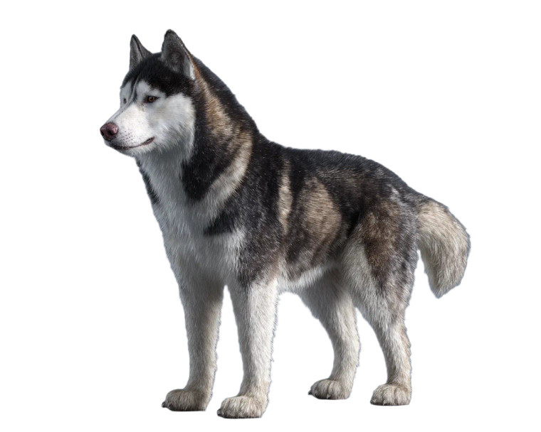 Siberian Husky Model Vinyl Car Decal Sticker – Waterproof & UV-Resistant 6.