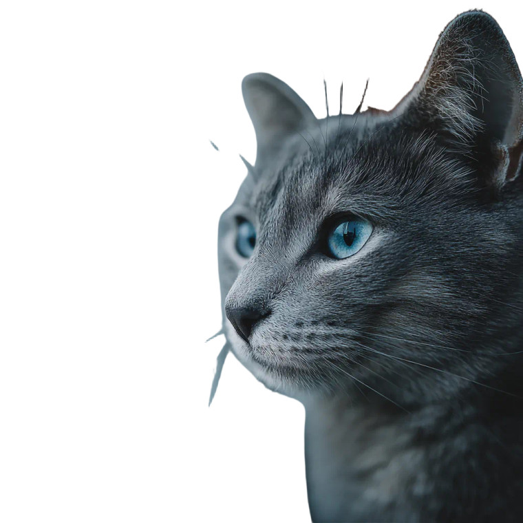 Mysterious Grey Cat Vinyl Car Decal Sticker – Waterproof & UV-Resistant 3.4133333333333336"