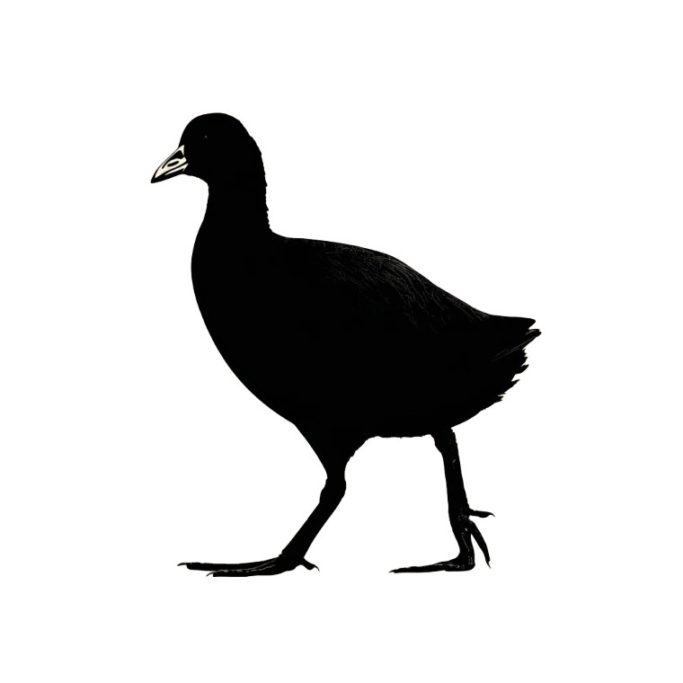 Walking Coot Silhouette Vinyl Car Decal Sticker – Waterproof & UV-Resistant 3.4133333333333336"