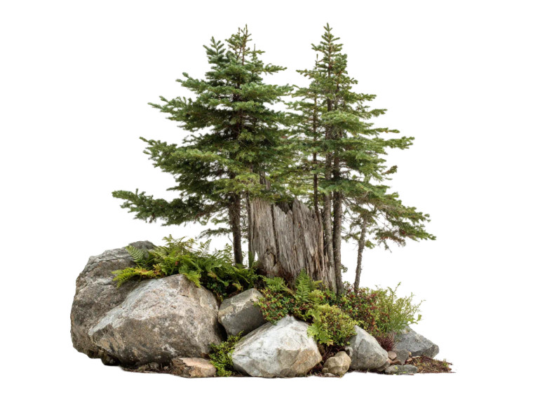 Evergreen And Plants Vinyl Car Decal Sticker – Waterproof & UV-Resistant 6.1866666666666665"
