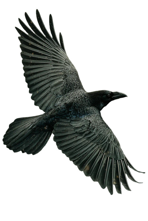 Flying Crow V5 Vinyl Car Decal Sticker – Waterproof & UV-Resistant 8.96"