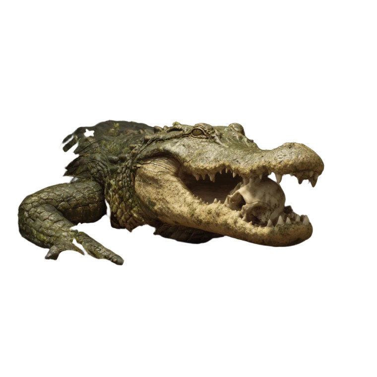 Chomping Alligator Vinyl Car Decal Sticker – Waterproof & UV-Resistant 3.4133333333333336"
