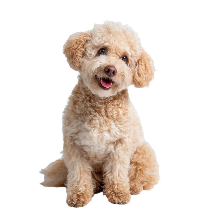 Smiling Poodle Vinyl Car Decal Sticker – Waterproof & UV-Resistant 3.4133333333333336"