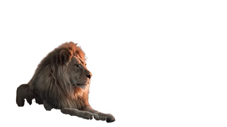 Savannah Lion Vinyl Car Decal Sticker – Waterproof & UV-Resistant 5.4