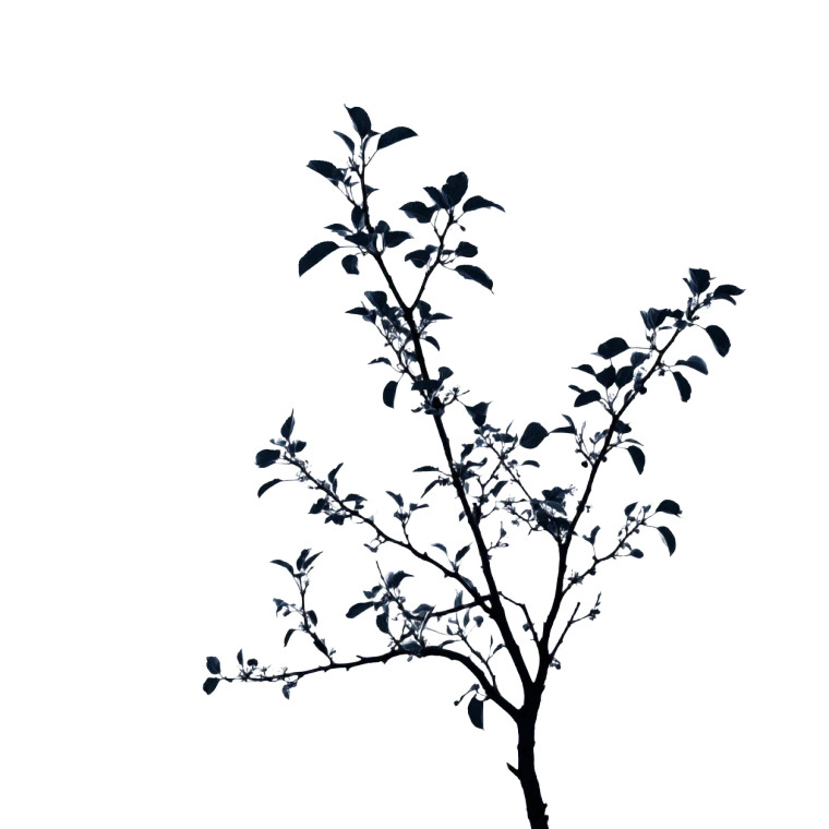 Silhouette Apple Tree Vinyl Car Decal Sticker – Waterproof & UV-Resistant 3.4133333333333336"