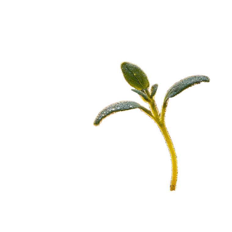 Sprouting Seedling V3 Vinyl Car Decal Sticker – Waterproof & UV-Resistant 6.826666666666667"