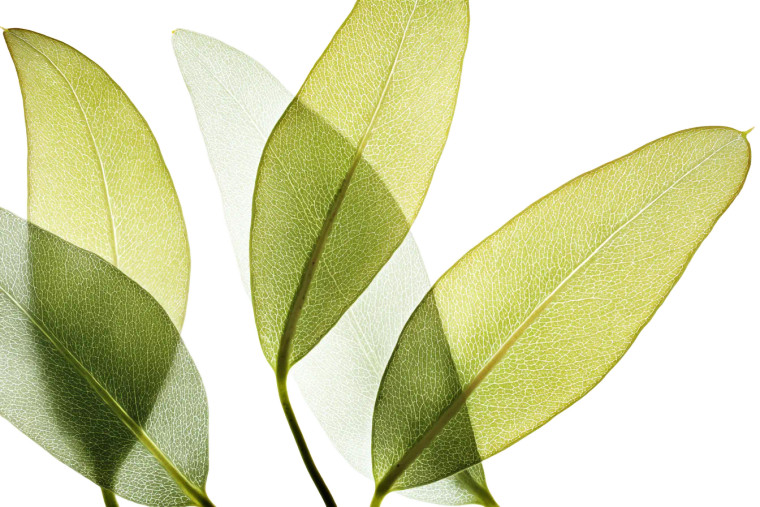 Eucalyptus Leaves Vinyl Car Decal Sticker – Waterproof & UV-Resistant 5.97333333333333