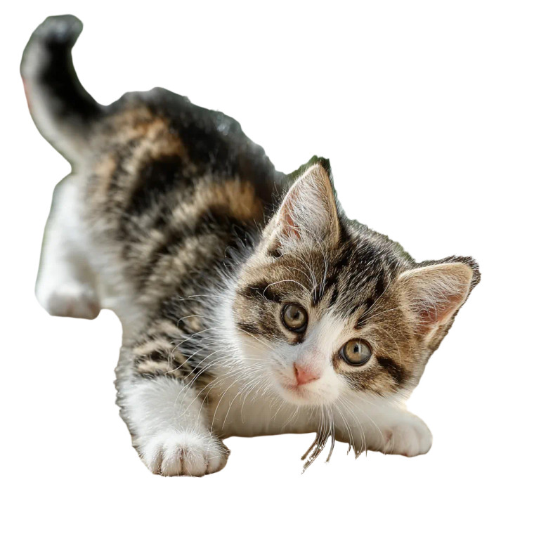 Cute Kitten Playing Vinyl Car Decal Sticker – Waterproof & UV-Resistant 3.4133333333333336"