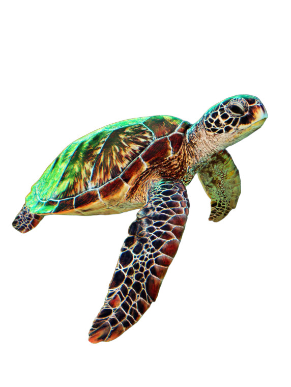 Vibrant Sea Turtle Vinyl Car Decal Sticker – Waterproof & UV-Resistant 8.213333333333333"