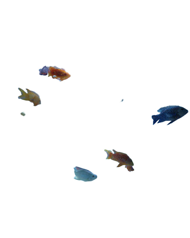 Ceiling Fish Swim Vinyl Car Decal Sticker – Waterproof & UV-Resistant 4.0"