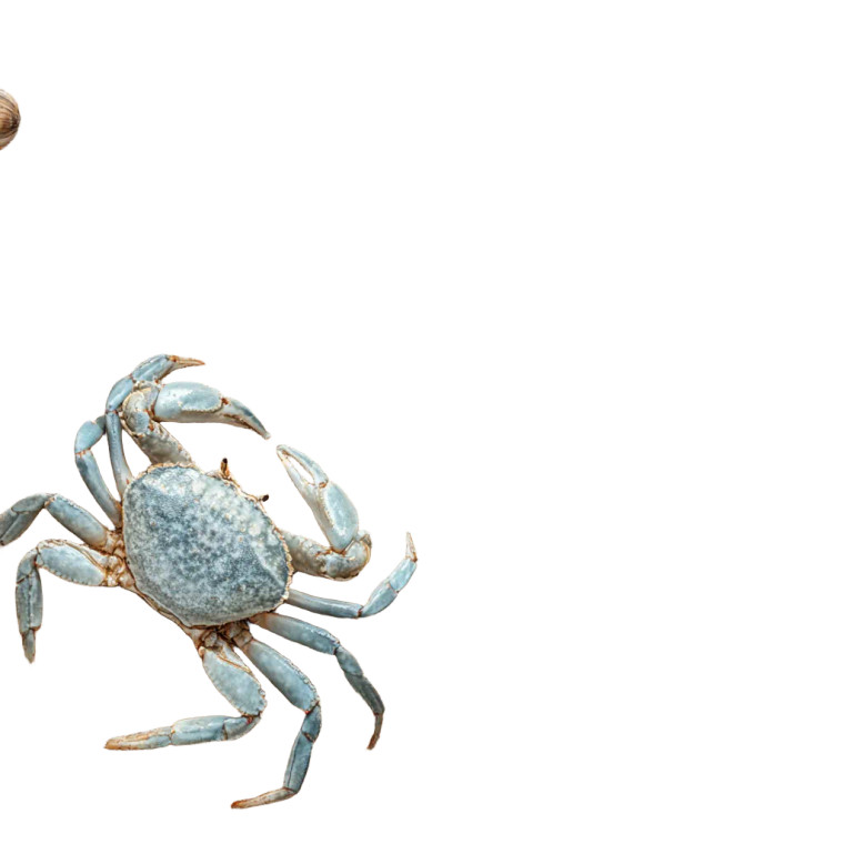 Beach Crab Scene Vinyl Car Decal Sticker – Waterproof & UV-Resistant 6.826666666666667"