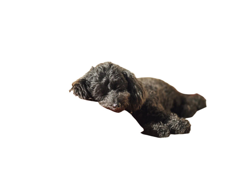 Sleeping Schnoodle Scene Vinyl Car Decal Sticker – Waterproof & UV-Resistant 6.1866666666666665"