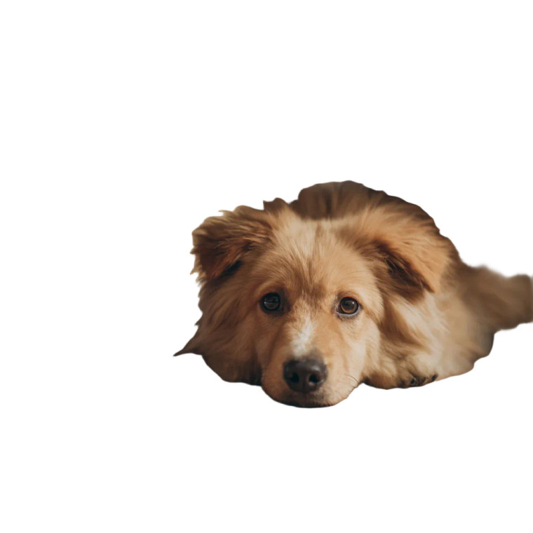 Sad Fluffy Puppy V2 Vinyl Car Decal Sticker – Waterproof & UV-Resistant 6.826666666666667"