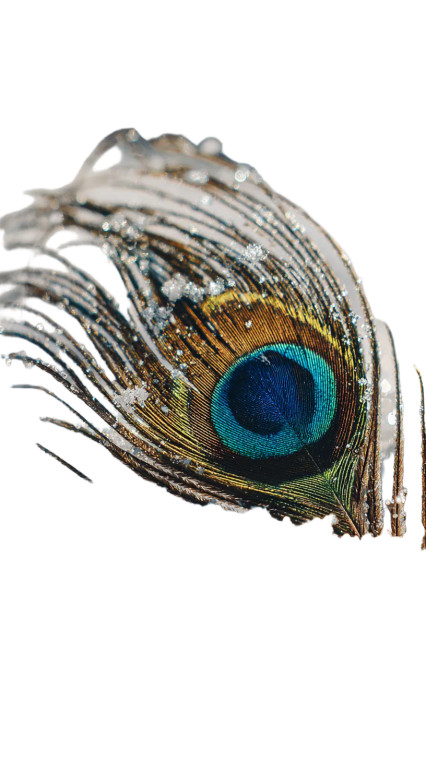 Vibrant Peacock Feather Vinyl Car Decal Sticker – Waterproof & UV-Resistant 9.706666666666667"