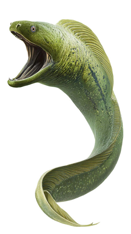 Moray Eel Vinyl Car Decal Sticker – Waterproof & UV-Resistant 4.8533333333333335"