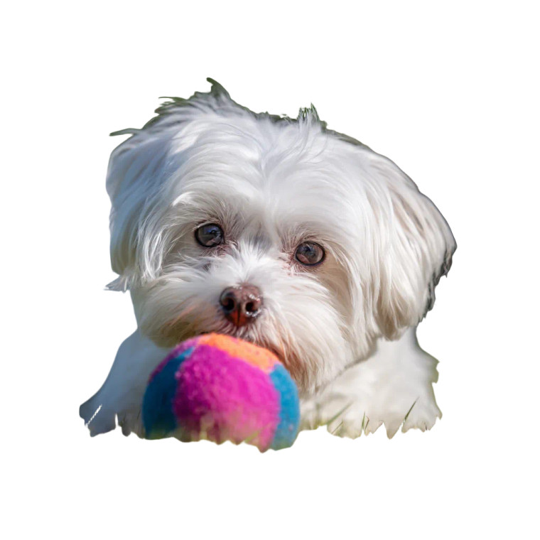 Maltese With Ball Vinyl Car Decal Sticker – Waterproof & UV-Resistant 3.4133333333333336"