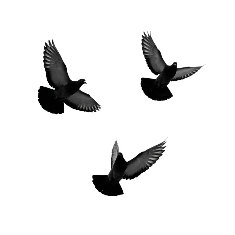 Silhouetted Doves Flight Vinyl Car Decal Sticker – Waterproof & UV-Resistant 6.826666666666667"