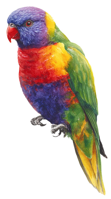 Rainbow Lorikeet Illustration V2 Vinyl Car Decal Sticker – Waterproof & UV-Resistant 4.8533333333333335"