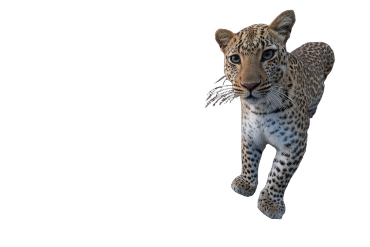 Leopard On Ledge Vinyl Car Decal Sticker – Waterproof & UV-Resistant 5.97333333333333