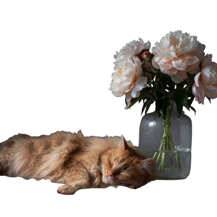 Fluffy Ginger Cat V3 Vinyl Car Decal Sticker – Waterproof & UV-Resistant 3.4133333333333336"